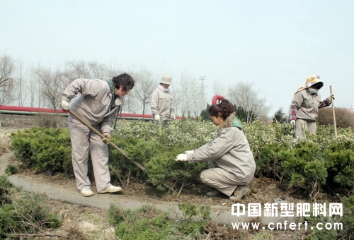 圖為該公司員工在栽植小龍柏.jpg